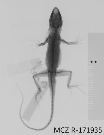 Media type: image;   Herpetology R-171935 Aspect: dorsoventral x-ray